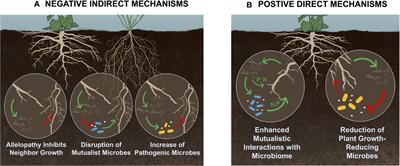 If you can’t beat them, join them: using invasive plants to understand rhizodeposits as drivers of plant-soil feedbacks